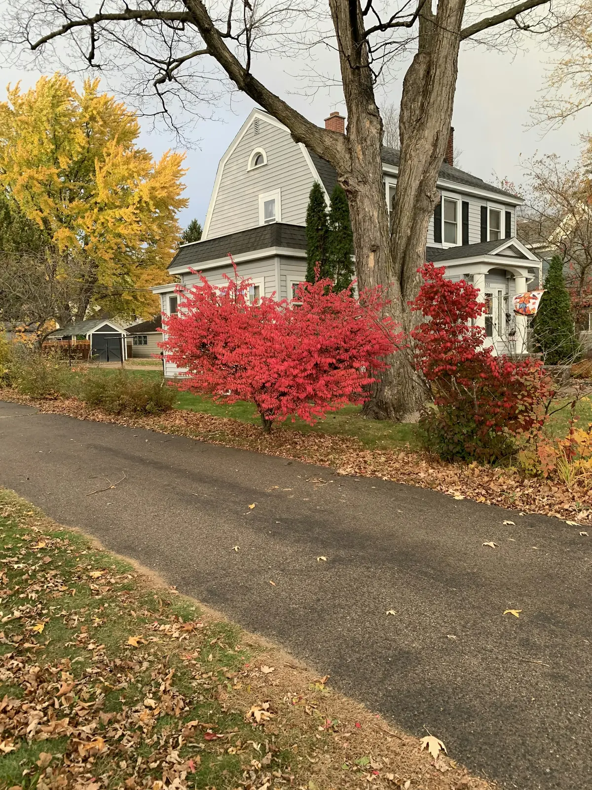 Leaf Removal photo 4