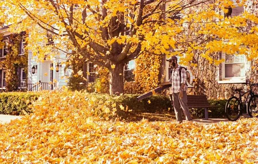 Leaf Removal — Fall looks better on the trees.