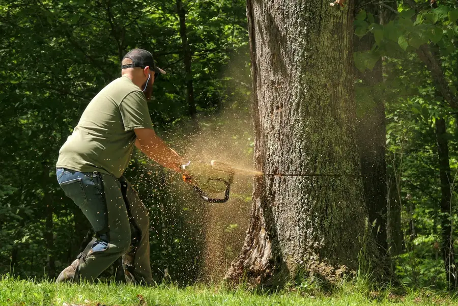 Tree Services — Taken down. Hauled out.