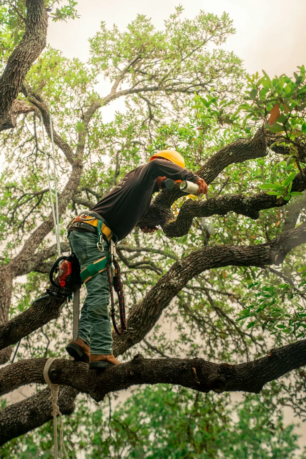 Tree Services photo 3