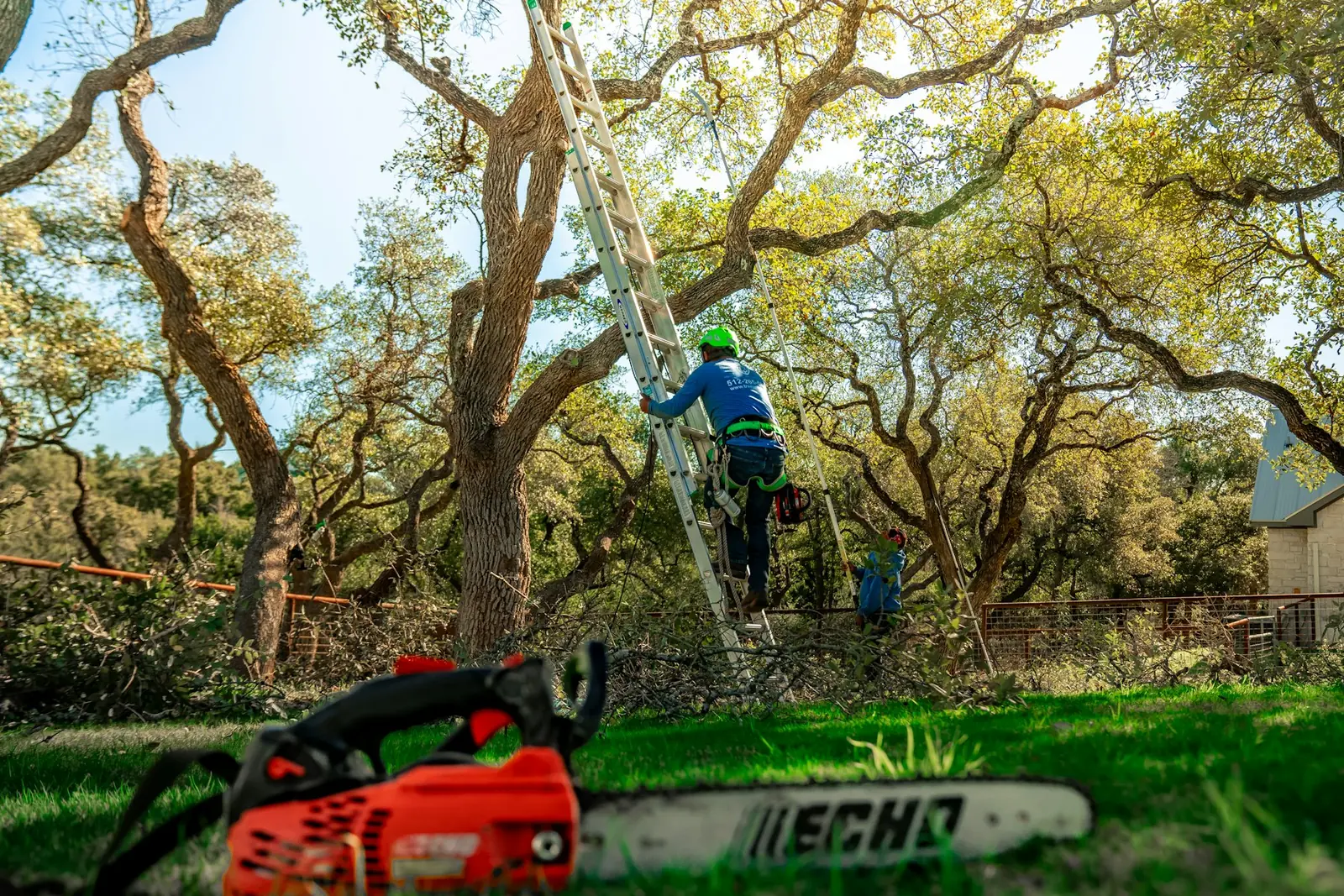 Tree Services photo 4